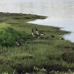 True Love Will Find You In The End (Daniel Johnston Cover)