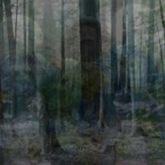 The Forbidden Forest West Of Normal