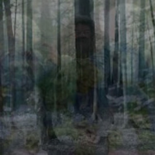 The Forbidden Forest West Of Normal
