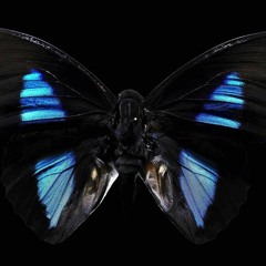 Black Butterflies and Déjà Vu (The Maine Cover)