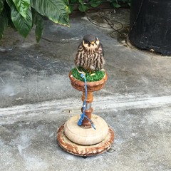 steady 005(Unconscious)