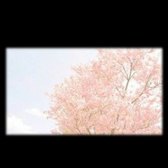 prank - 벚꽃아래맥주