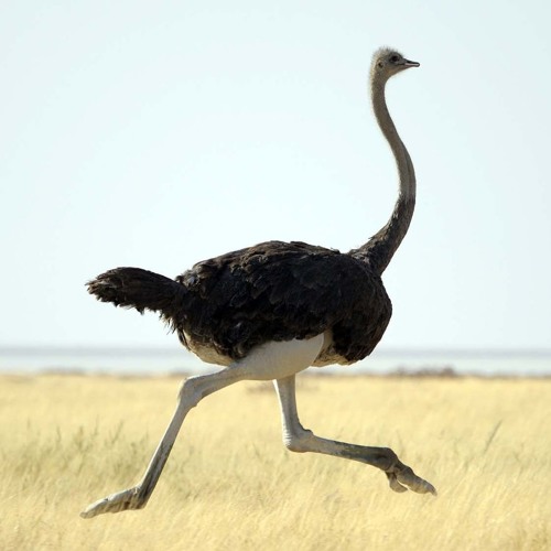 Stream ostriches can run faster than horses by gager | Listen online ...