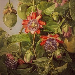 fruit of passion [yaeji - passionfruit] (re-work)