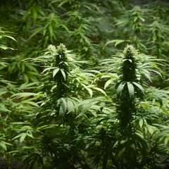 I Need Dollarz -(Stiwie Remix 2017)