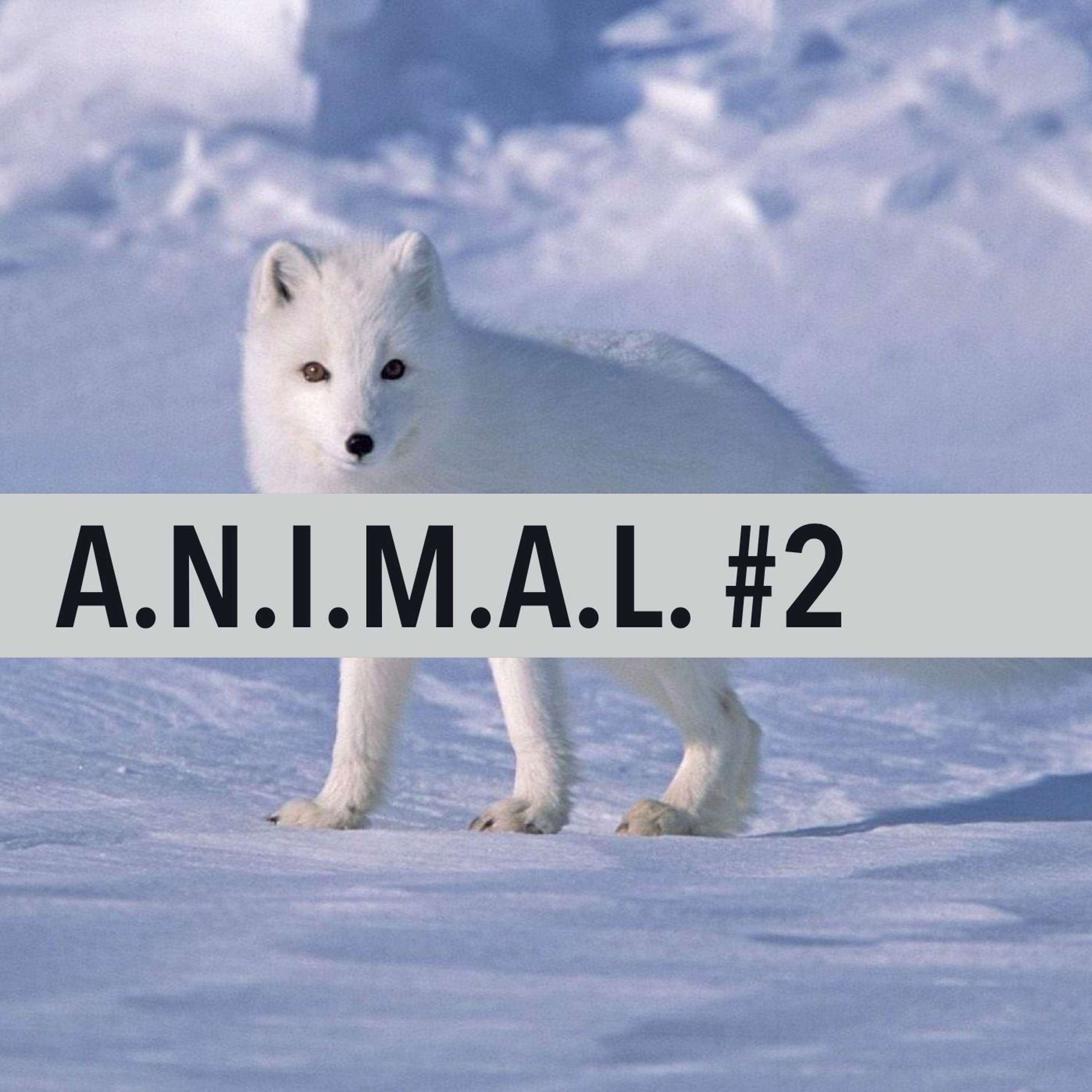 S1E2 ARCTIC FOX