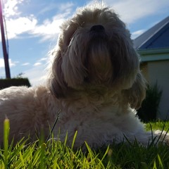 Wild Mountain Thyme.m4a