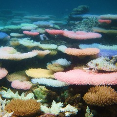 backwhen - reefs
