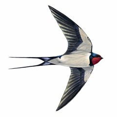 swallow/breathe (string quartet)