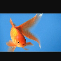 Swag Swag Goldfish (prod. Budd Dwyer)