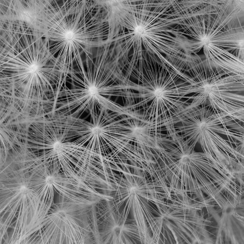 The Black Dog - Cognitive Dissonance Mix