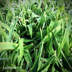 Highlander's, Gay Porn Hard