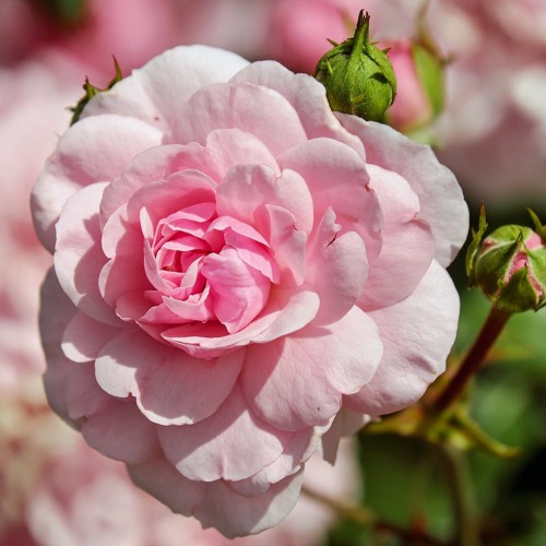 Divine Statements, Declarations and Affirmations