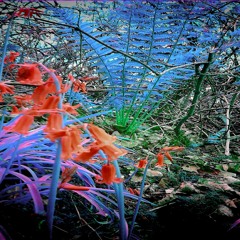 Endless woods