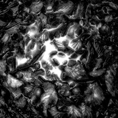 Nocturnes Creatures - Mind awake 170