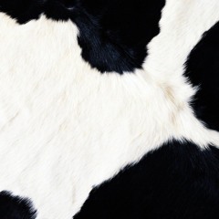 جلد البقر - ملفات