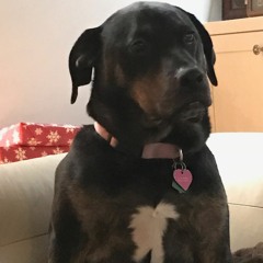 Wake Up America - Alan Walker Vs Demi Lovato Green Day Mashup (oneboredjeu Remix)