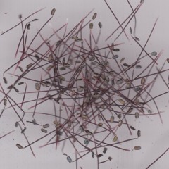 I Wanna Be Your Dog/En Kärlekshistoria