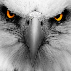Eagle Eyes
