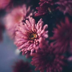 يا من يروم من الرحمن غفرانا - أداء عبدالله المهداوي -