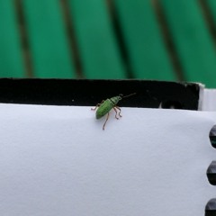 Make Thy Protection my Armor