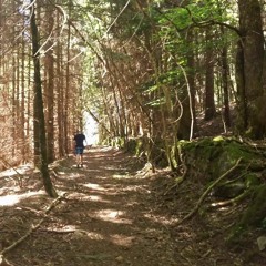 L'éveil de la forêt