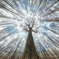 13 Dimensiones  (Preview)