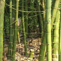 Capcha - Bamboo (Dub)