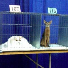 chill cat vol 2: kaancer