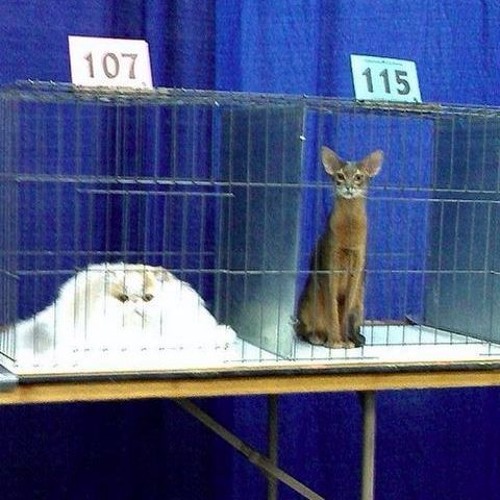 chill cat vol 2: kaancer