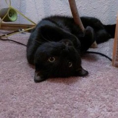My Cat Knows What You Do In The Dark - Fall Out Boy Parody; Acapella