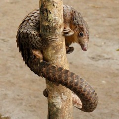 DE CAPUA -- PANGOLIN HUNTING  7 - 21 - 17