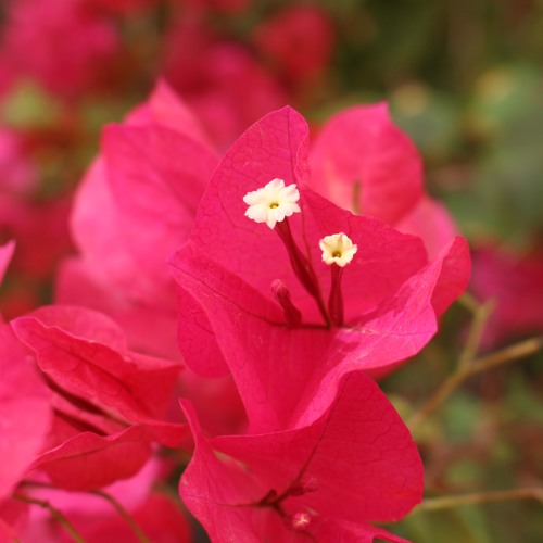 تلاوة من صلاة التراويح