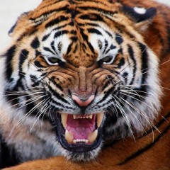 C - Lance - The Tiger