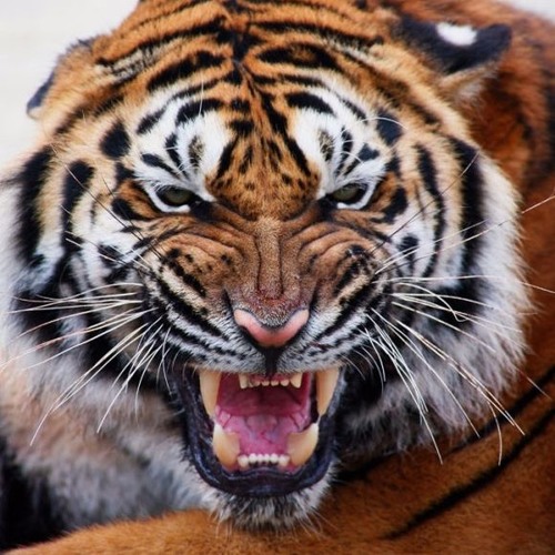 C - Lance - The Tiger