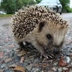 Hodge Dubplate Mega Mix