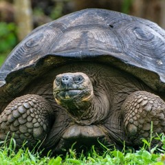 Slow Mix - House & Techno - 2011