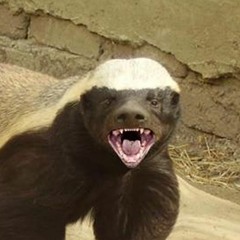 Blocktime ep 13 - Paul Gets Traded to the Honey Badgers and we talk about BIP 91