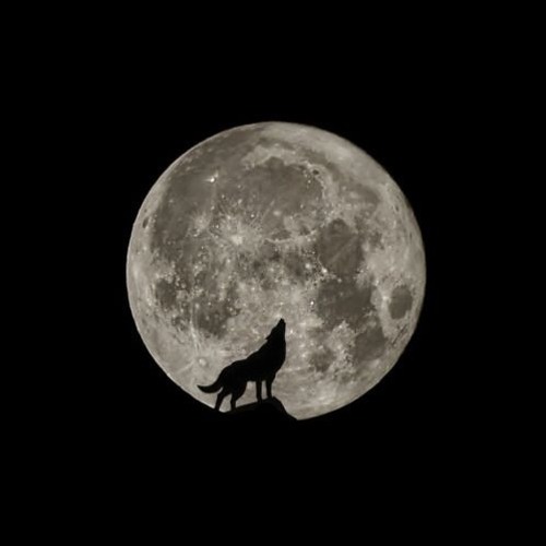 HOWLING - BENNY LA MALICE - PBR 09