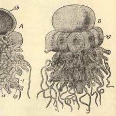 crop rotation : live at ESS' OSCILLATIONS 2016 festival ::: 11.04.2016