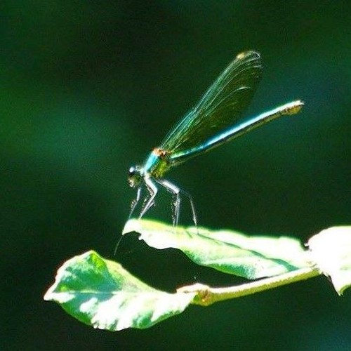 Waldfunk Vol.2 - Exodrift