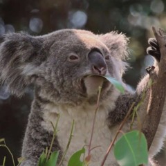 Koala Hunter