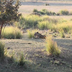 Encounter with Lions on foot in Zimbabwe