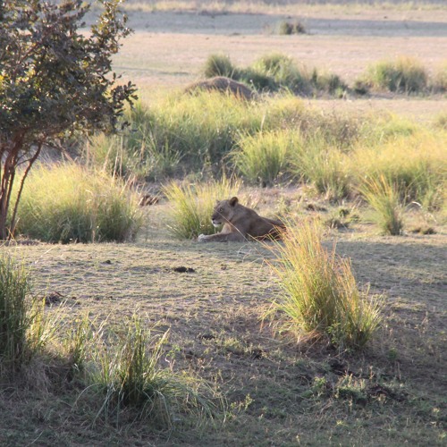 Encounter with Lions on foot in Zimbabwe
