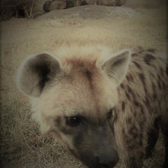 Hyenas calling during the night