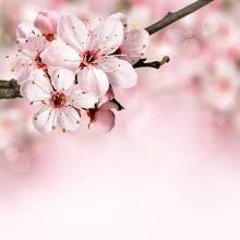 cherry blossom / never trust