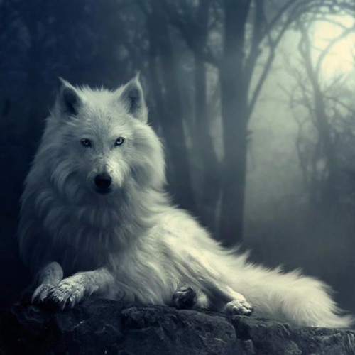 C - Lance - Amongst The Wolves