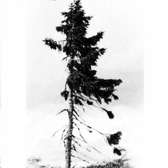 Sin Lluvia No Existe El Arco-iris - Tree Demo