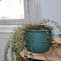 where the red fern grows