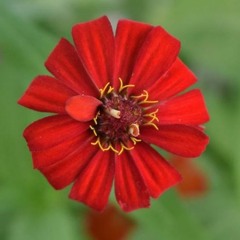 សែនមេបា (ភូមិត្នោតជ្រុំ / សៀមរាប)